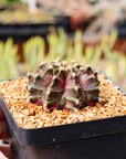 Gymnocalycium 'T-Rex'