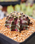 Gymnocalycium 'T-Rex'