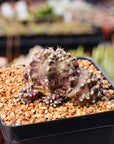 Gymnocalycium 'T-Rex'