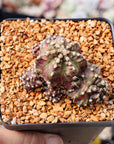 Gymnocalycium 'T-Rex'