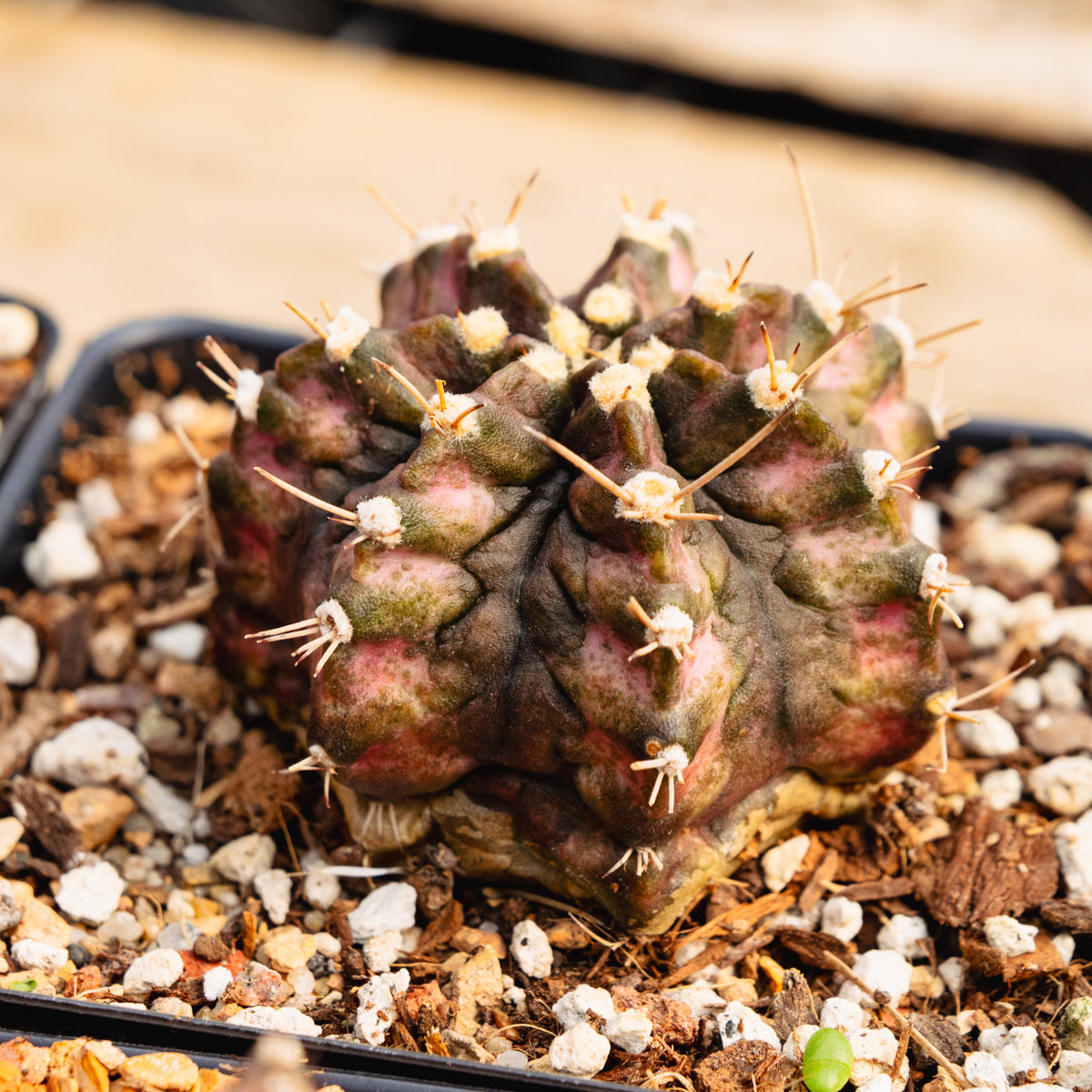 Gymnocalycium 'T-Rex'