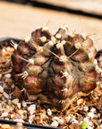 Gymnocalycium 'T-Rex'