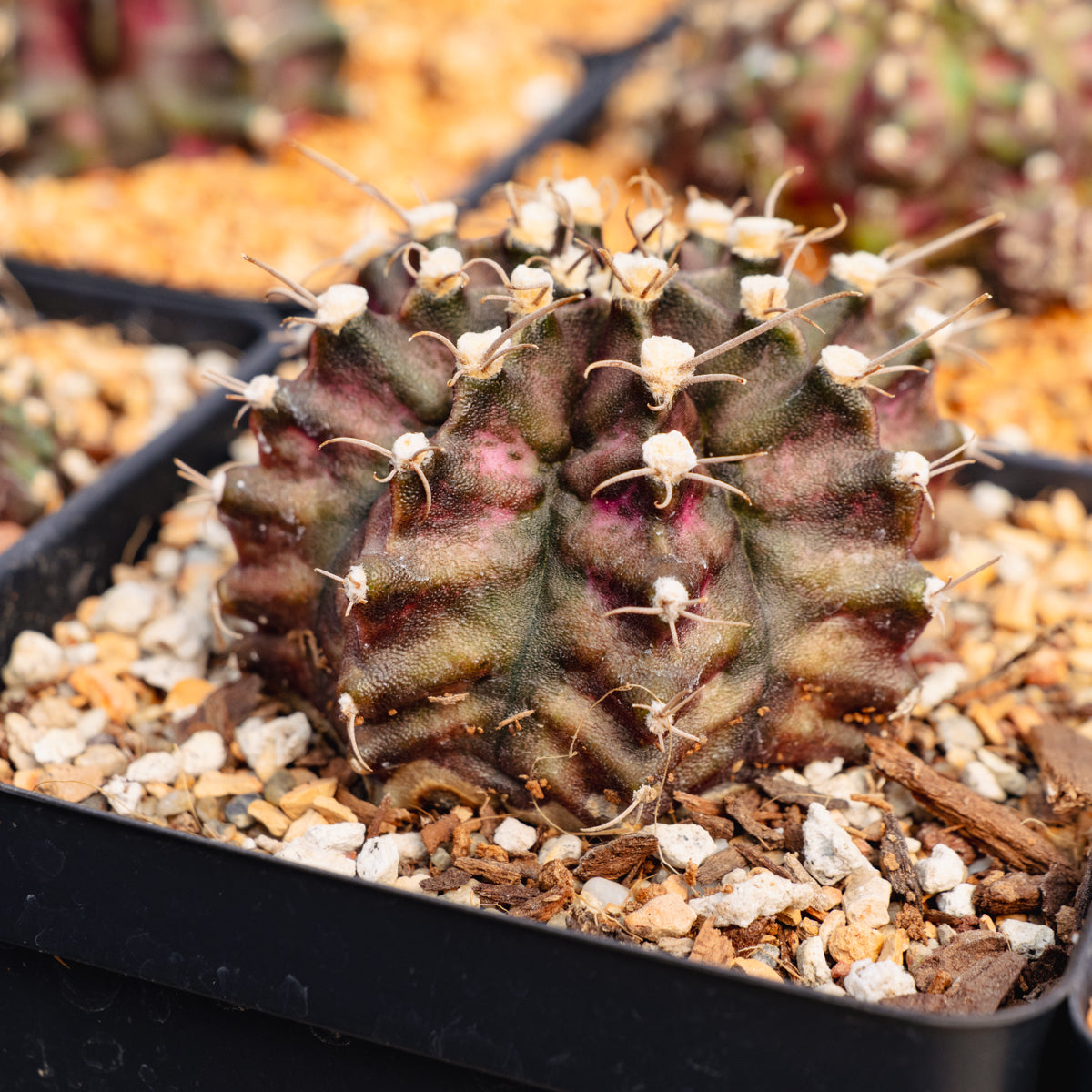 Gymnocalycium 'T-Rex'