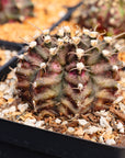 Gymnocalycium 'T-Rex'