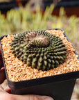 Gymnocalycium mihanovichii f. inermis crested
