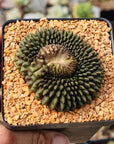 Gymnocalycium mihanovichii f. inermis crested