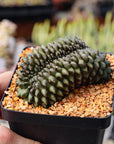 Gymnocalycium mihanovichii f. inermis crested