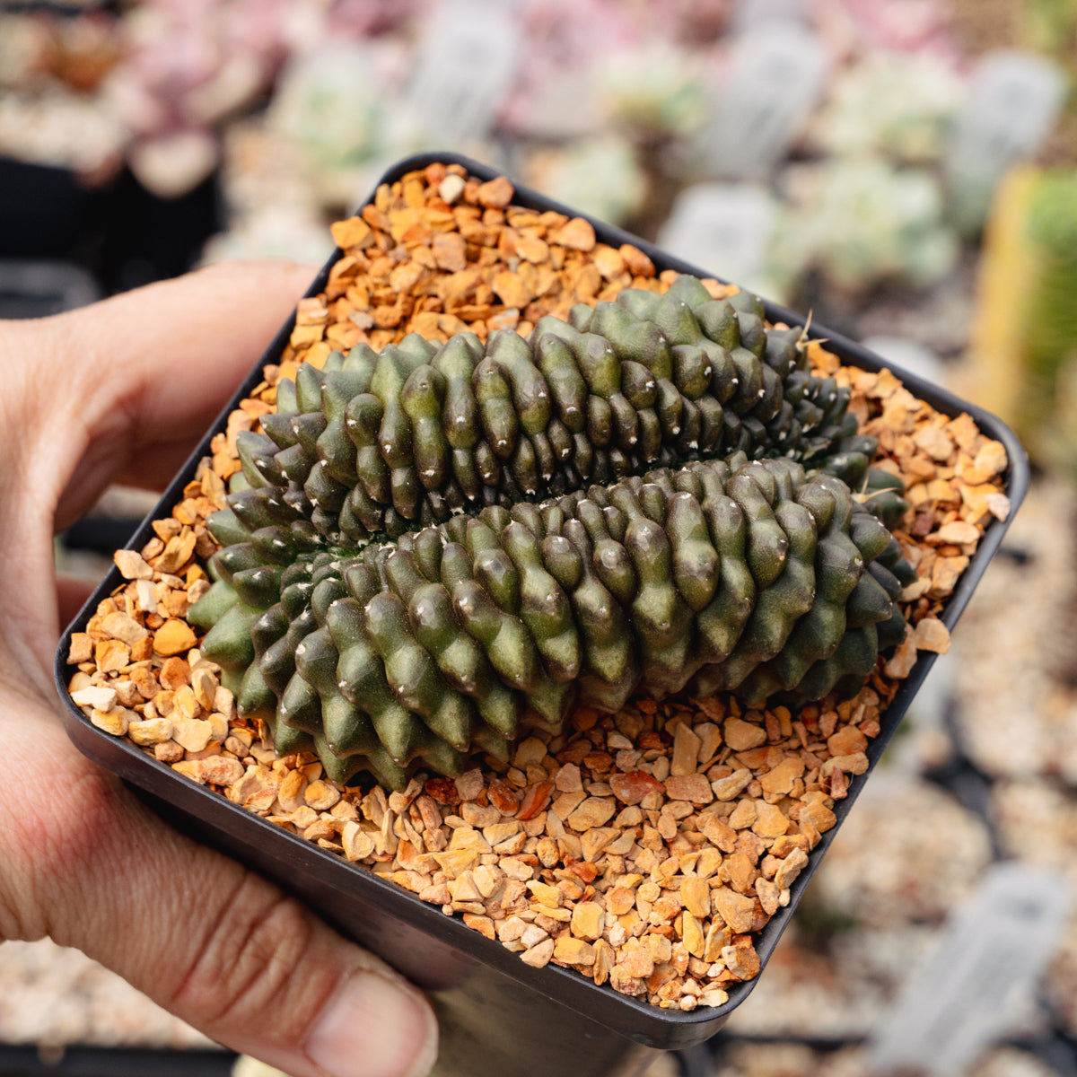 Gymnocalycium mihanovichii f. inermis crested – Vivid Root