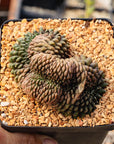 Gymnocalycium mihanovichii f. inermis crested