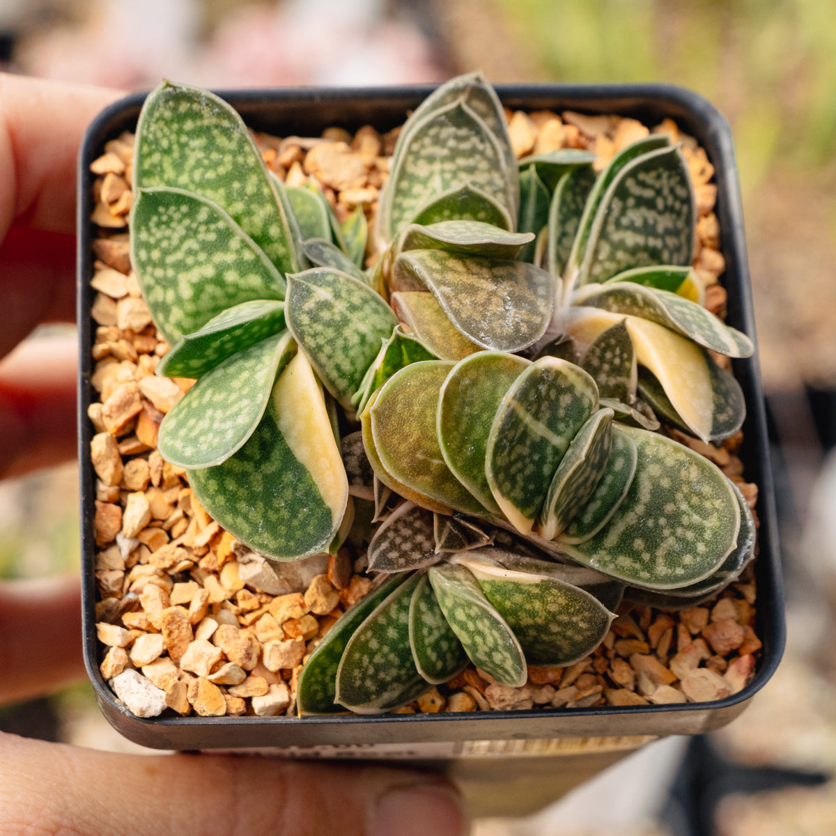 Gasteria gracilis variegata