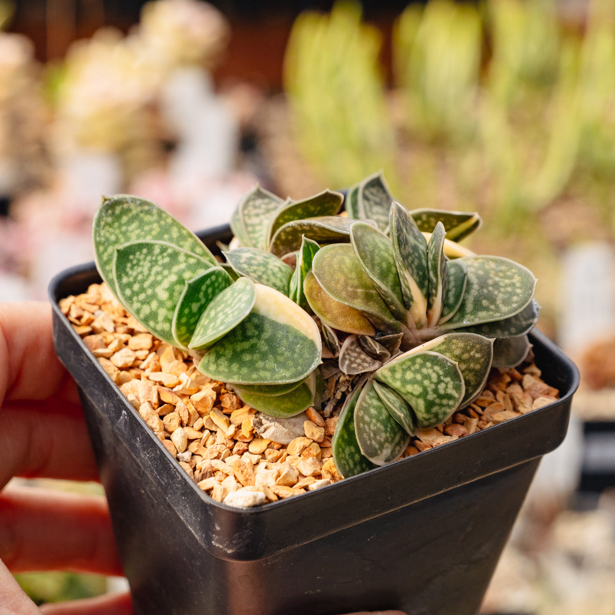 Gasteria gracilis variegata