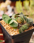 Gasteria gracilis variegata