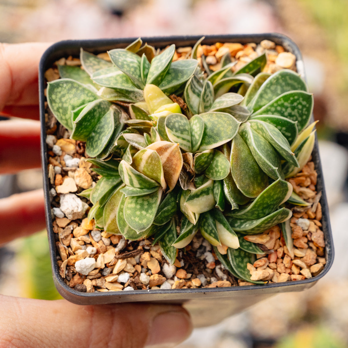 Gasteria gracilis variegata