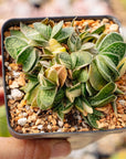 Gasteria gracilis variegata