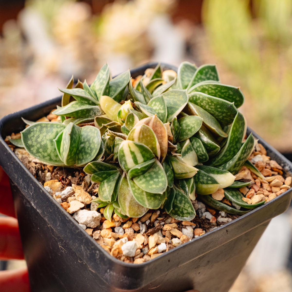 Gasteria gracilis variegata