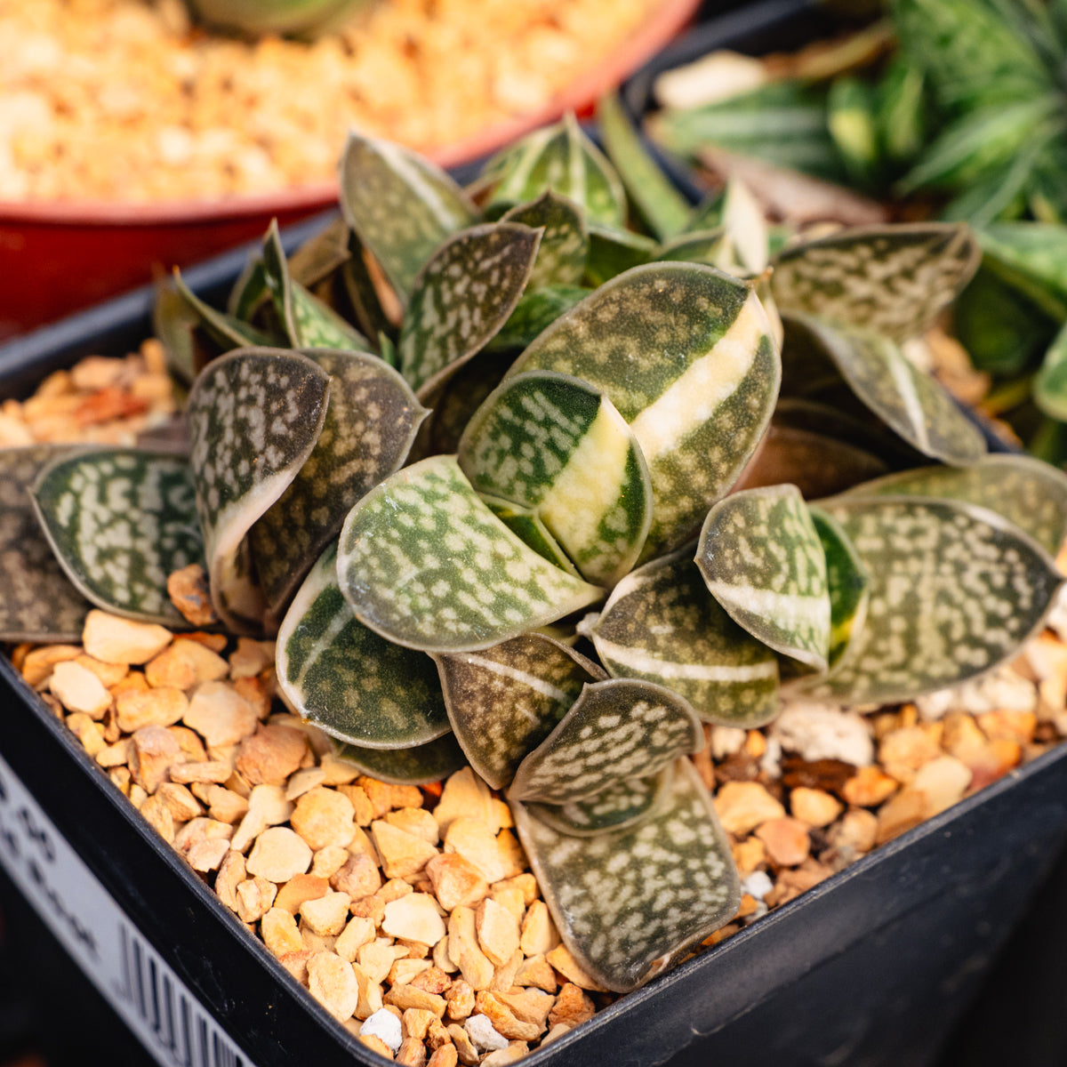 Gasteria gracilis variegata