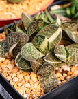 Gasteria gracilis variegata