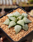 Haworthia 'Spring Snow'
