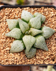 Haworthia 'Spring Snow'