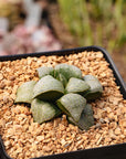 Haworthia splendens hybrid 'Michelle'