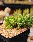 Sedum corynephyllum f. cristata