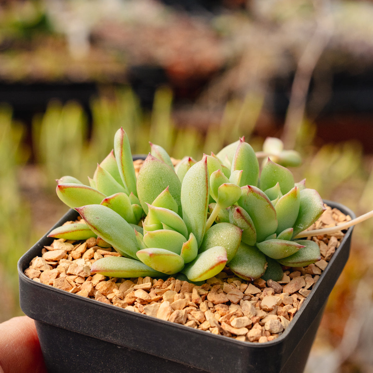 Graptopetalum macdougallii