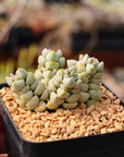 Crassula deceptor