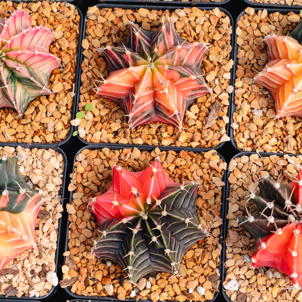 Gymnocalycium mihanovichii f. variegata