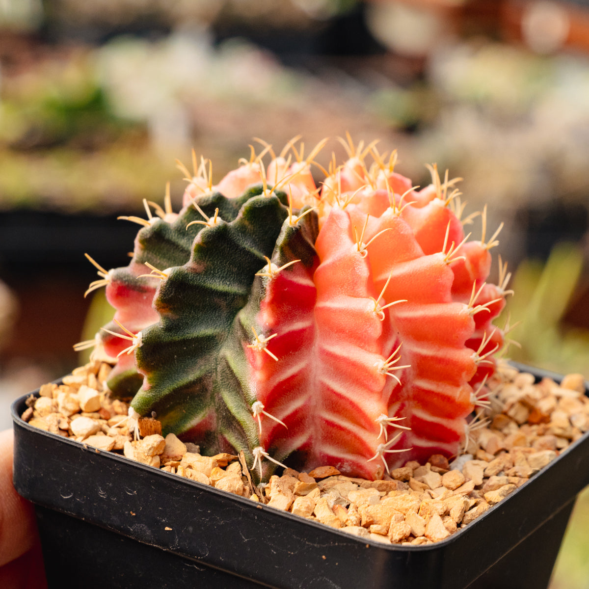 Gymnocalycium mihanovichii f. variegata