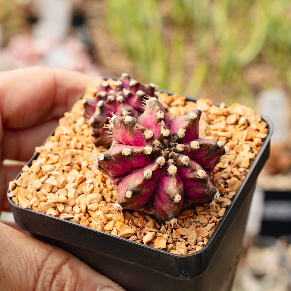 Gymnocalycium 'T-Rex'
