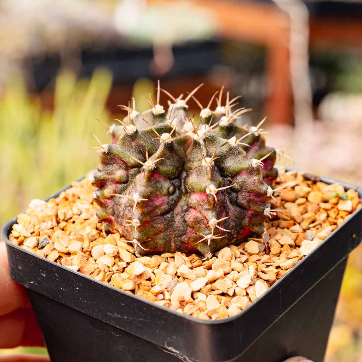 Gymnocalycium 'T-Rex'