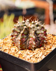 Gymnocalycium 'T-Rex'
