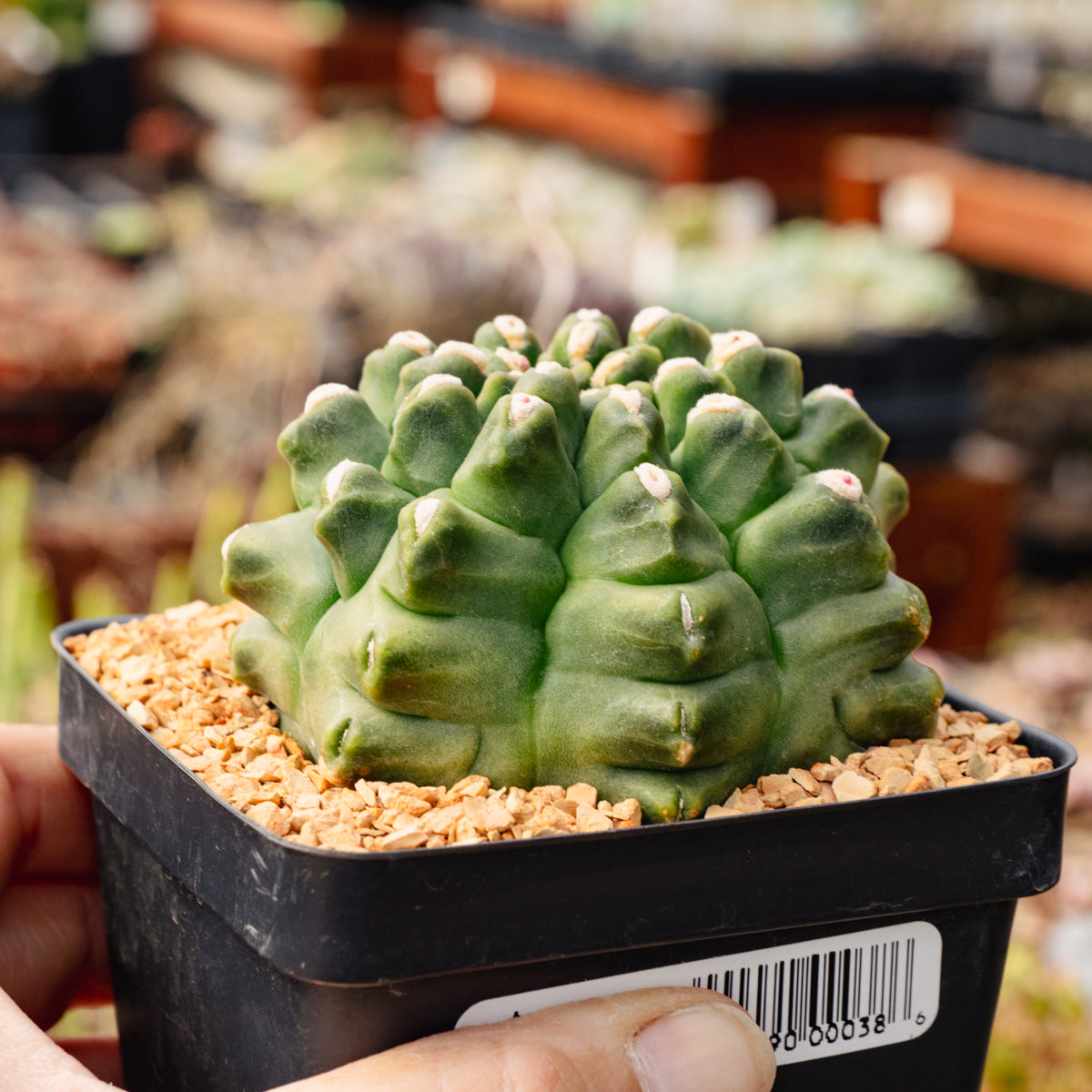 Gymnocalycium mihanovichii f. monstrose