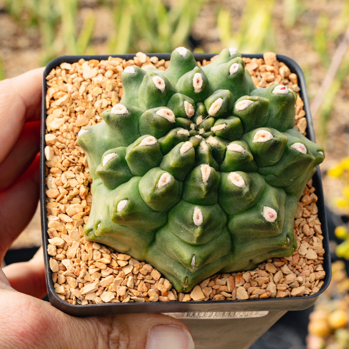 Gymnocalycium mihanovichii f. monstrose – Vivid Root