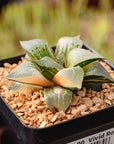 Haworthia 'Shuten Doji' f. variegata | One & Only | A
