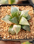 Haworthia 'Shuten Doji' f. variegata | One & Only | A