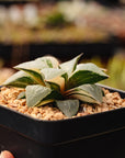 Haworthia 'Shuten Doji' f. variegata | One & Only | A