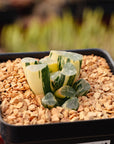 Haworthia Maughanii 'OM' f. variegata | One & Only | A