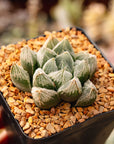 Haworthia 'White Fox'