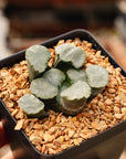 Haworthia maughanii 'Amaterasu'