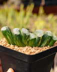 Haworthia truncata 'Hokusai' striata f. variegata | One & Only | A