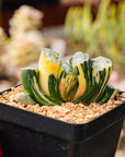 Haworthia truncata 'Hokusai' striata f. variegata | One & Only | B