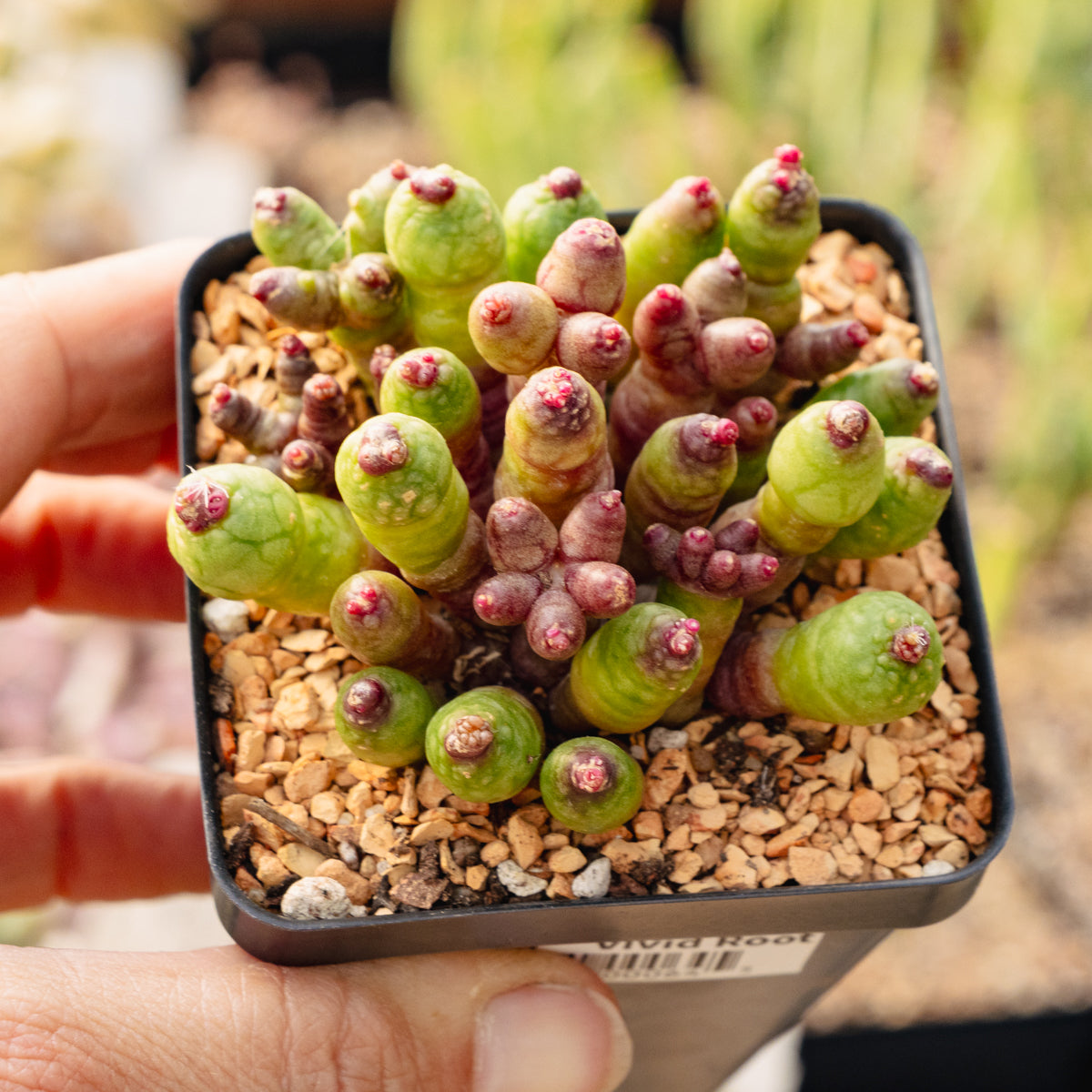 Mammillaria bocasana f. monstruosa 'Fred' - Finger