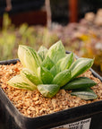 Haworthia 'Baocao' f. variegata