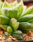 Haworthia 'Baocao' f. variegata