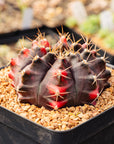 Gymnocalycium mihanovichii f. variegata | One & Only | A