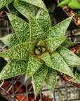 Gasteria 'Green Star'