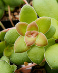 Crassula orbicularis