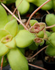 Crassula orbicularis