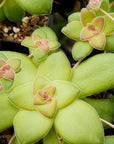 Crassula orbicularis